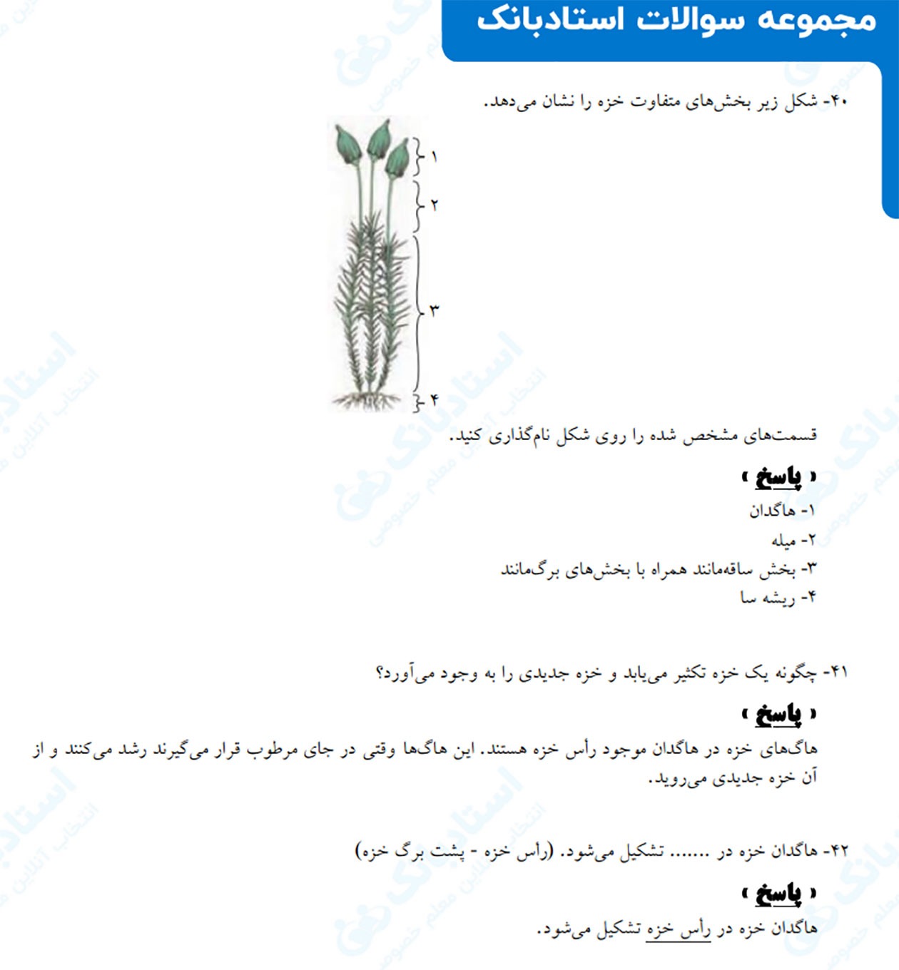 دانلود نمونه سوال امتحانی فصل 12 علوم نهم و بررسی بخش های مختلف گیاه مثل هاگدان، ریشه و ...
